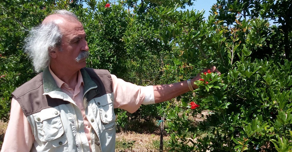 Φροντίδα στον ροδώνα